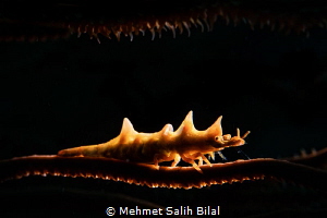 Dragon shrimp. by Mehmet Salih Bilal 